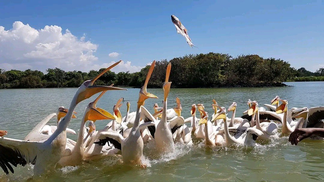 Lake Tana Shoreline Panorama & Papyrus Wetlands